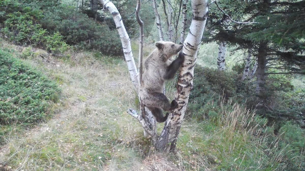 Un os bru pujat a un arbre en imatge de l'estiu de 2025