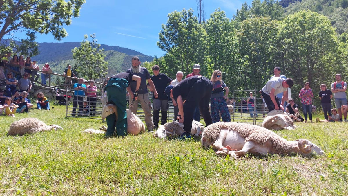 Imatge del concurs de xolla de l'edició de l'any passat de la fira