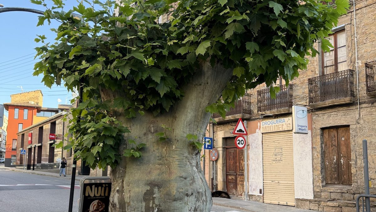 Estat actual del plataner de la plaça de l'Arbre