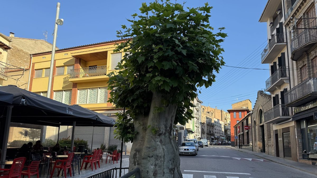 Estat actual del plataner de la plaça de l'Arbre