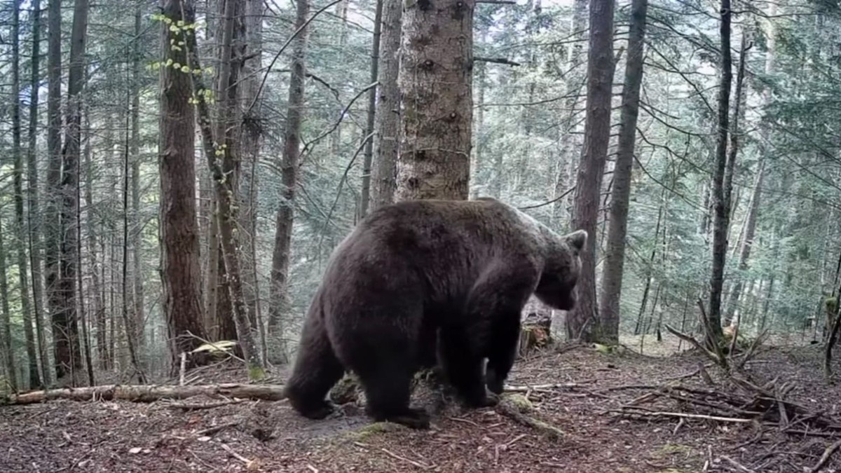 Un exemplar d'os bru caminant per un bosc al Pirineu