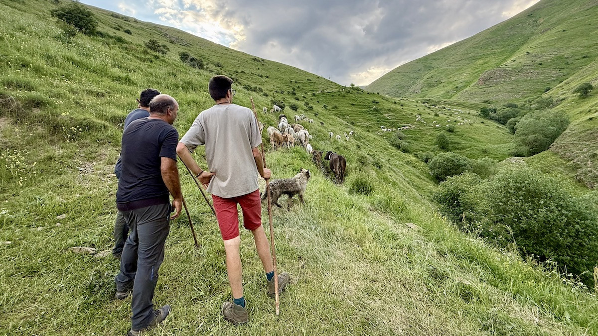 Ramaders mirant com els ramats de vaques pugen muntanya amunt a Llessui