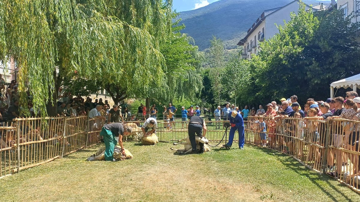Exhibició de xolla d'ovelles al parc del Riuet de Sort
