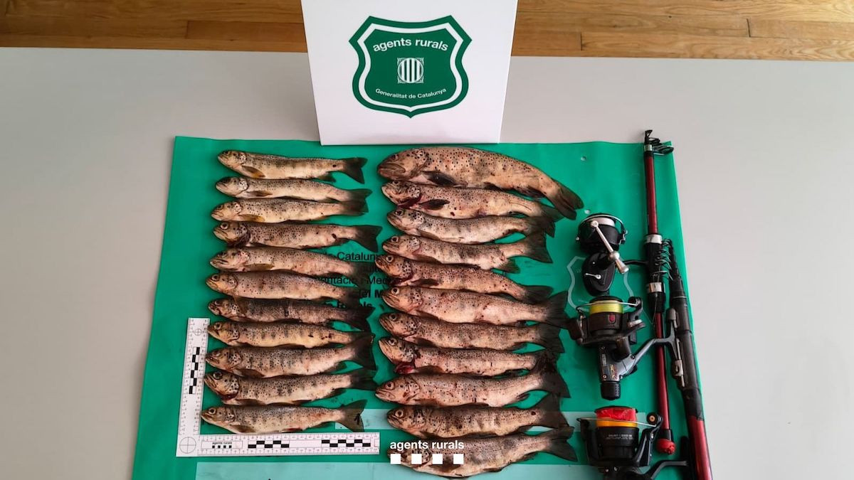Imatge dels peixos interceptats a Lladorre