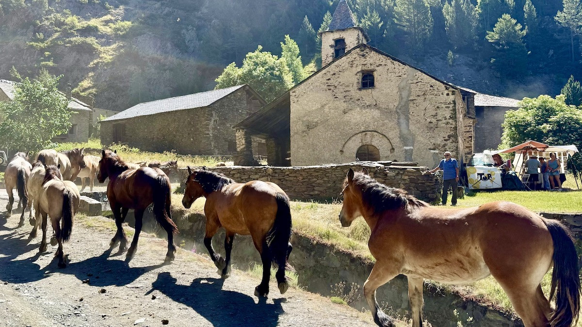 El ramat de cavalls de Casa Palanca de Tor passant pel mig del poble direcció a la muntanya