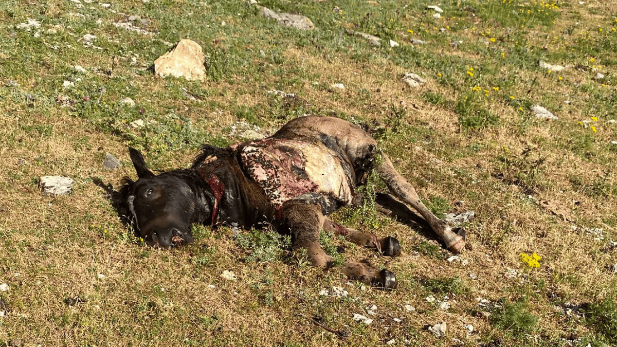 Un dels animals morts per l'os