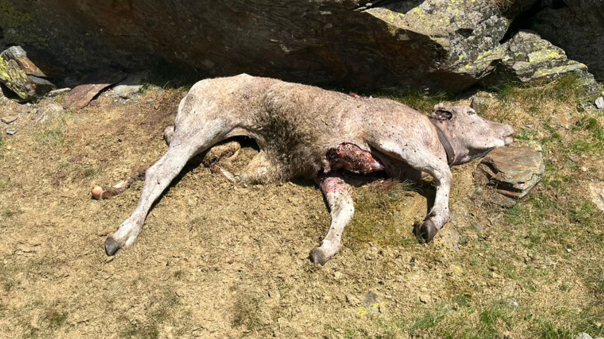 La vaca assassinada per l'os a Lladorre