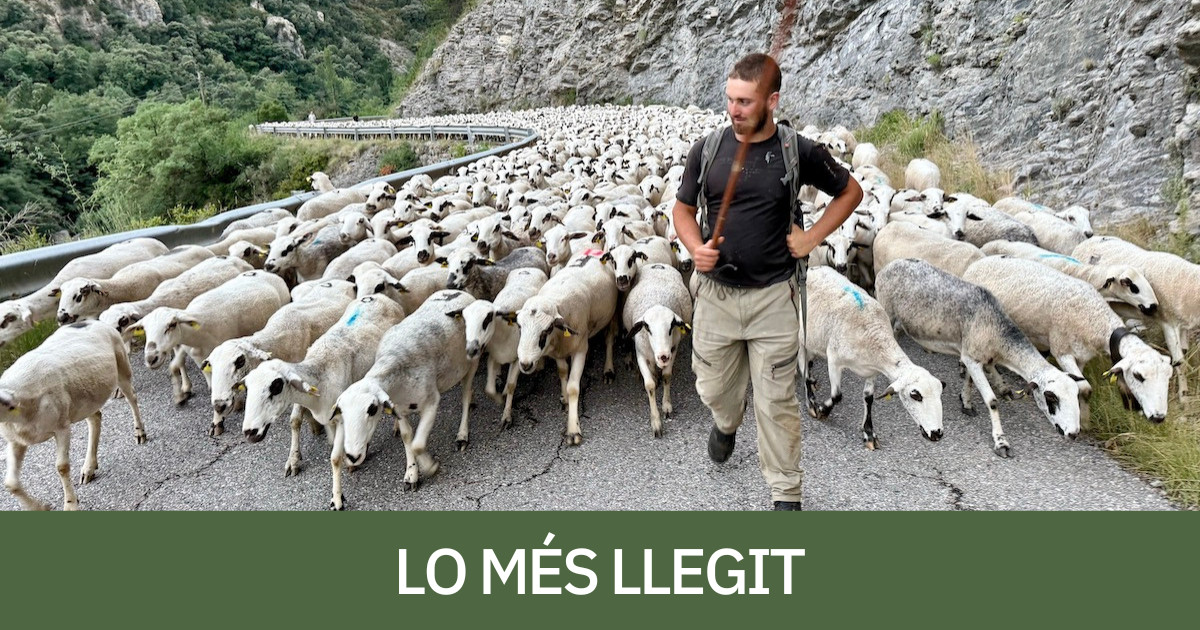 La notícia sobre la transhumància d'ovelles, la més llegida del mes