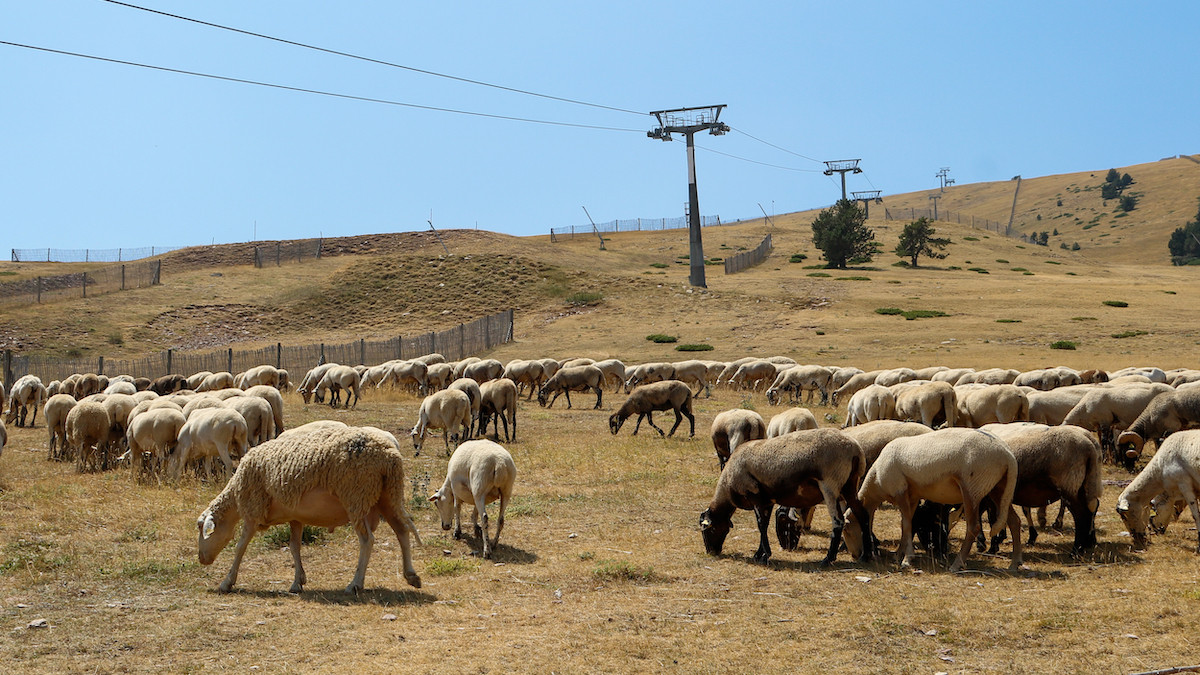 Un ramat d'ovelles pasturant a l'estació cerdana de la Molina