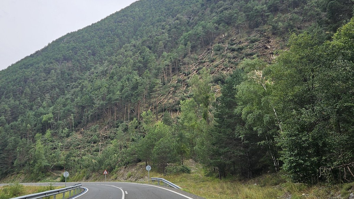 Arbres tombats a terra pel possible esclafit a la zona de l'Hostal d'Aidí