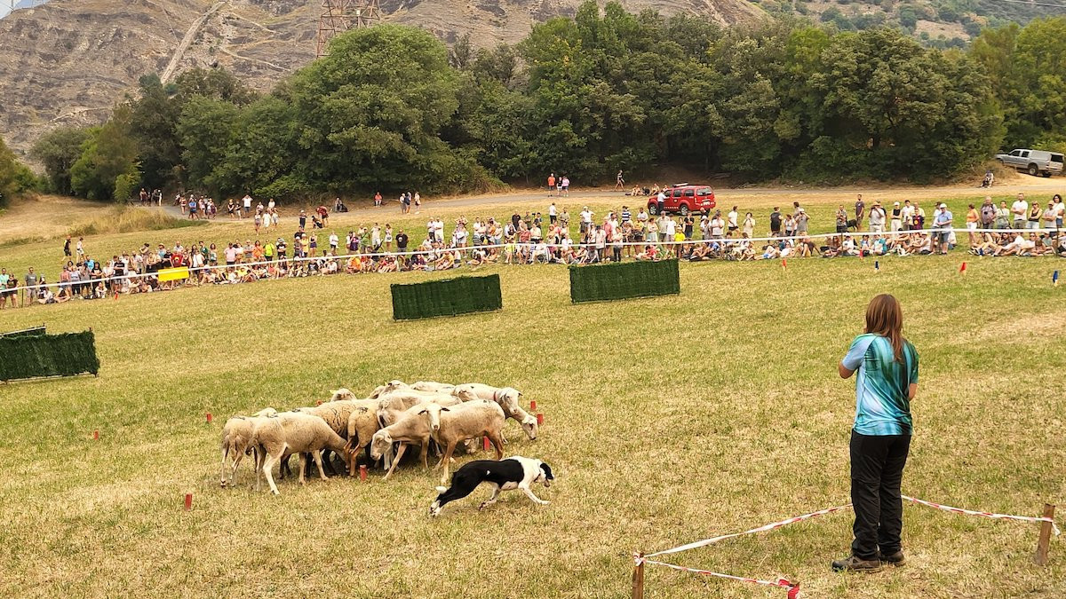 Imatge del Concurs de Gossos d'Atura de l'any passat