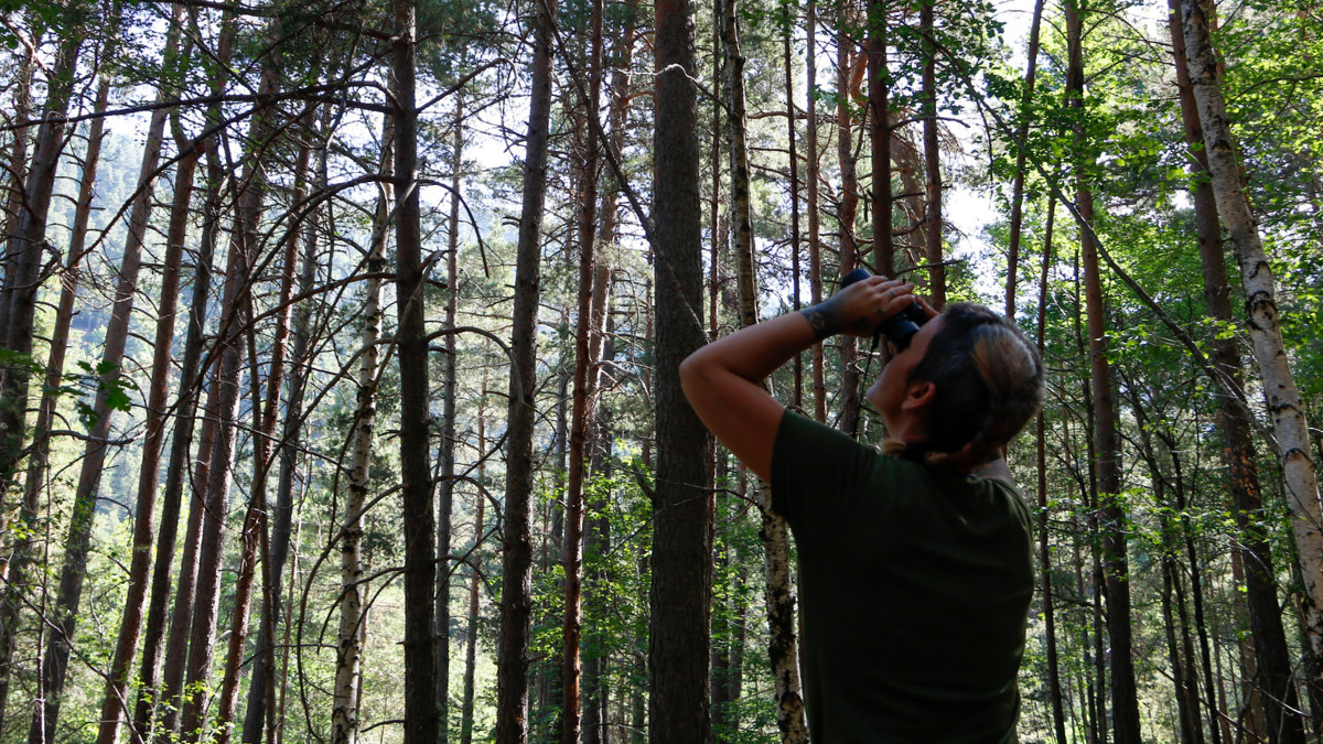 Un tècnica inspeccionant la copa d'un arbre a la parcel·la del control d'Agricultura