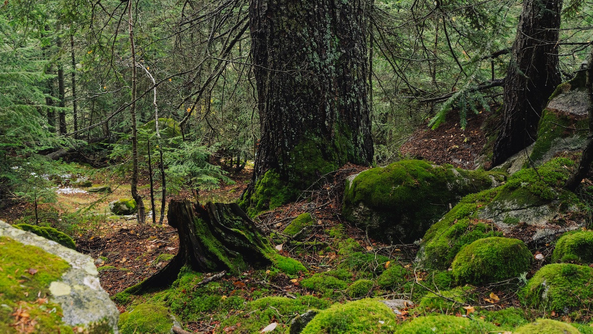 Zona boscosa al Parc Nacional d'Aigüestortes