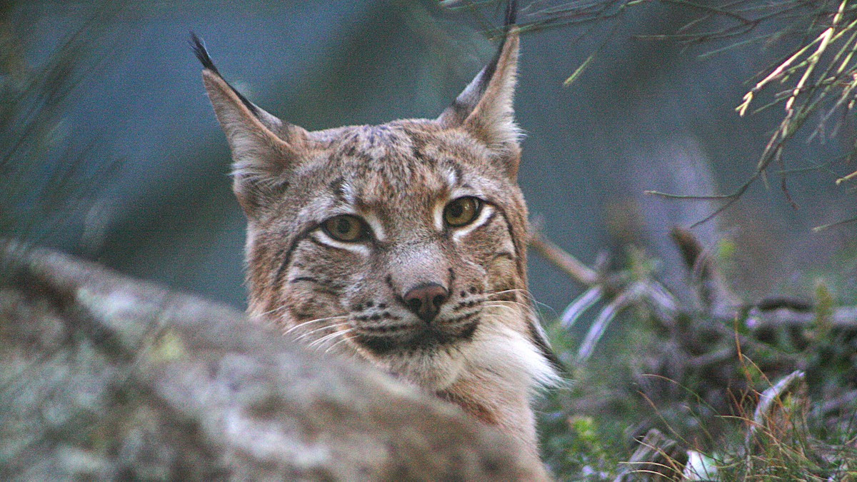 Un linx boreal, en imatge d'arxiu