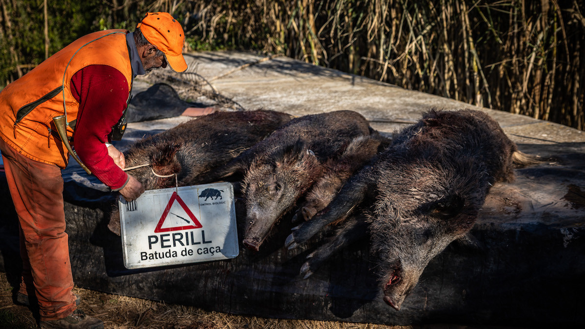 Imatge d'arxiu d'un caçador en una batuda de porc senglar