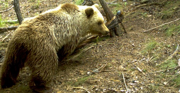 Imatge d'arxiu d'un ós bru a l'Alt Àneu